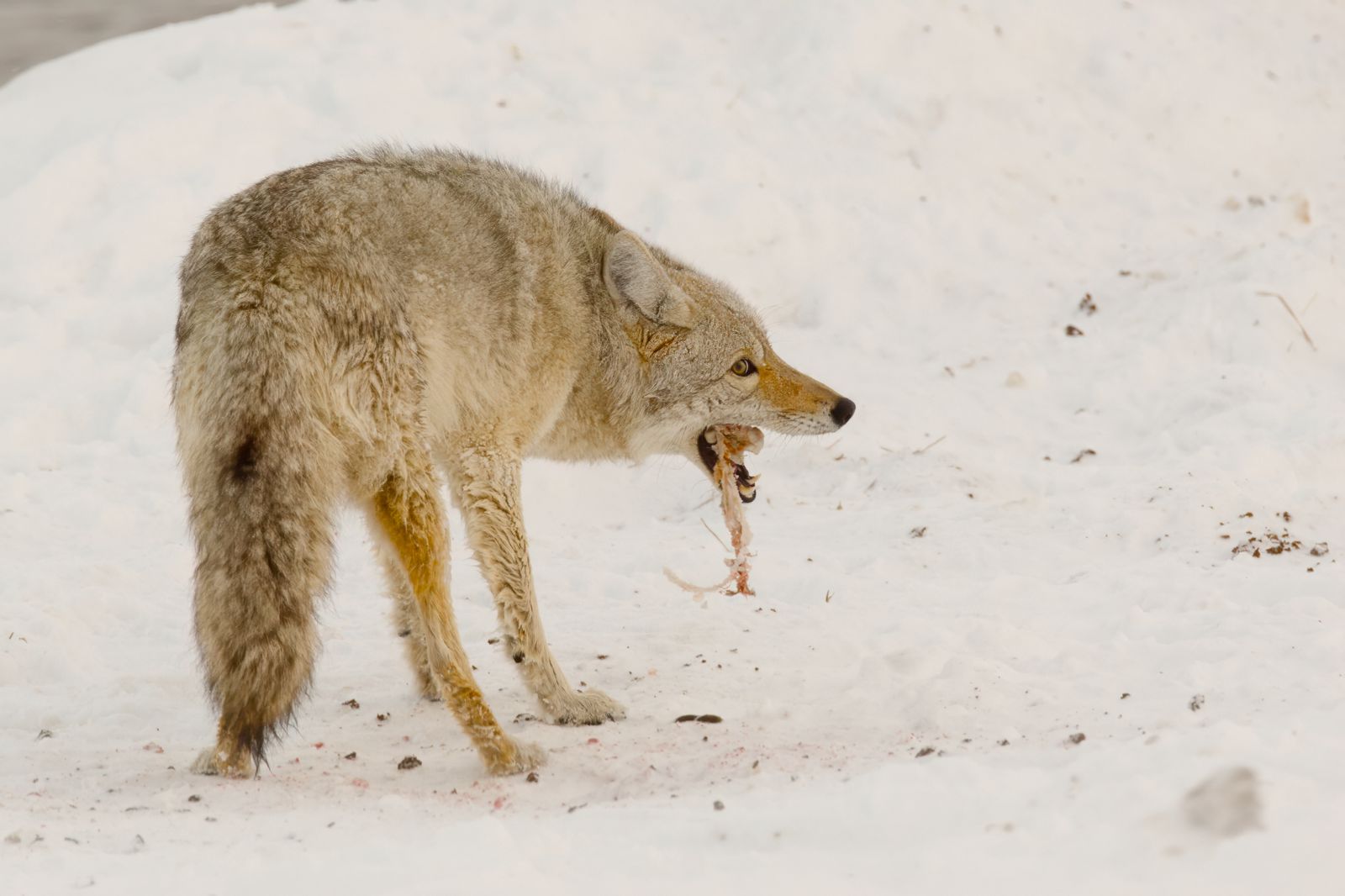 Canis latrans