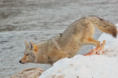 Coyote