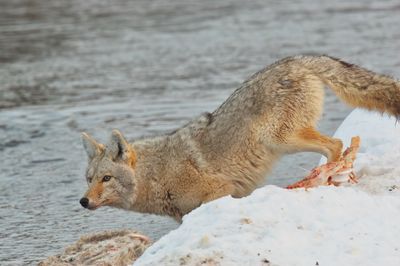 Coyote