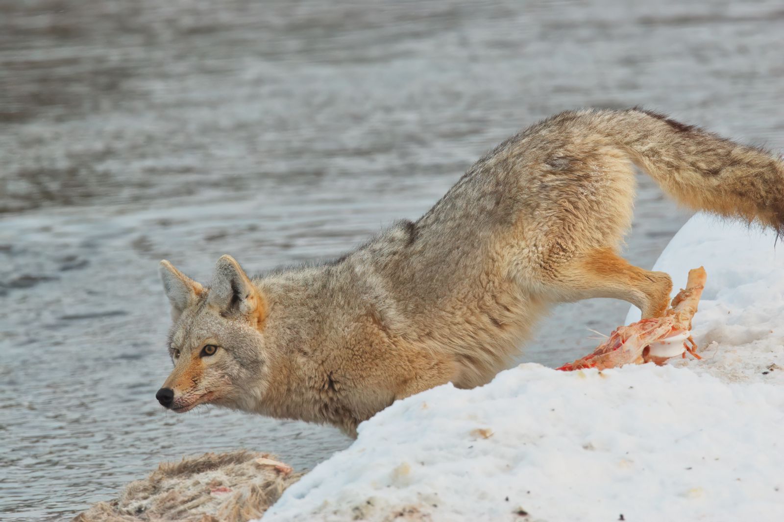 Canis latrans