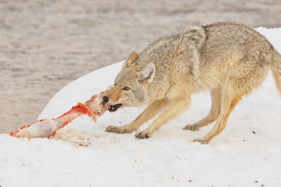 Coyote