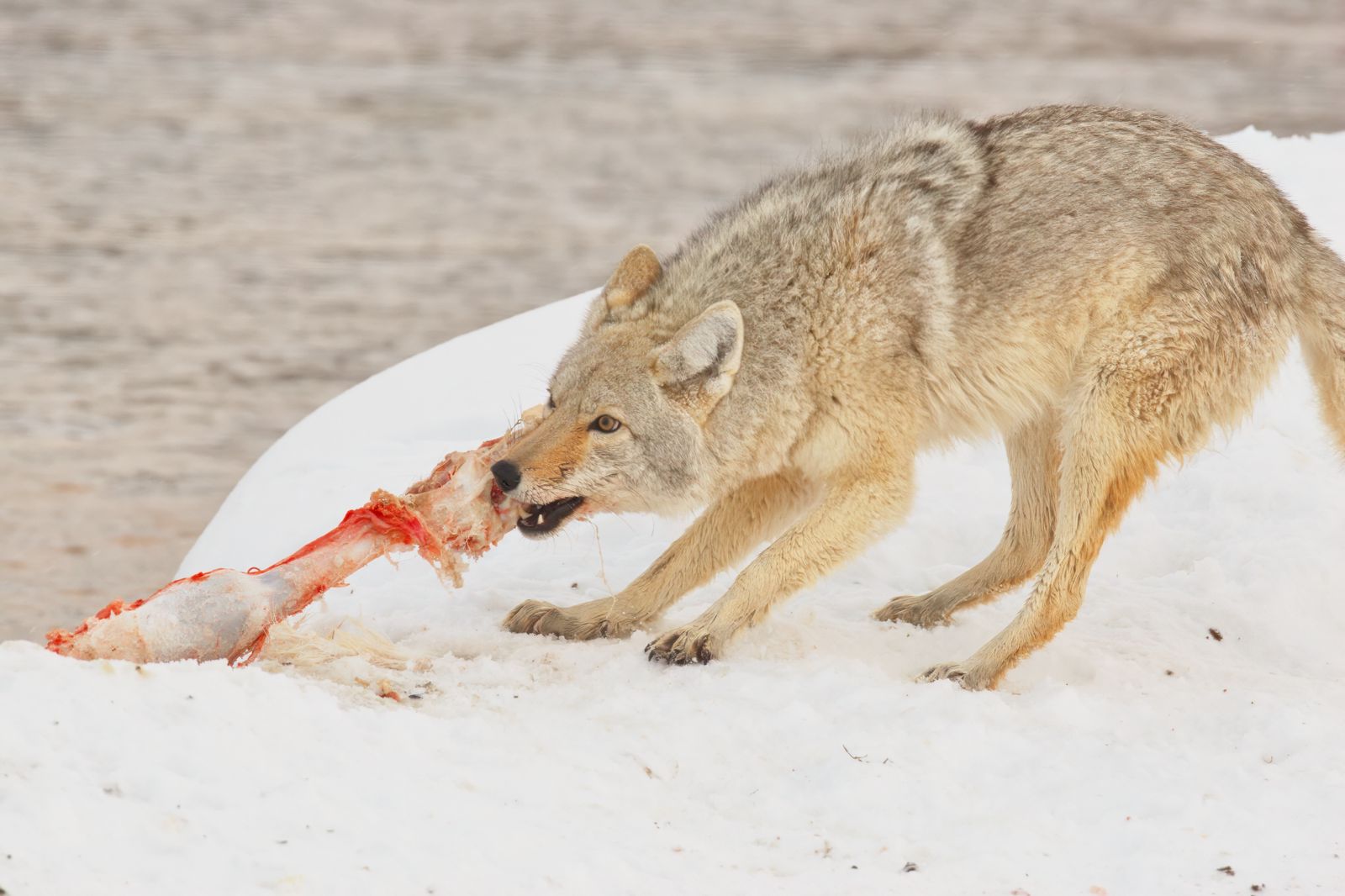 Canis latrans