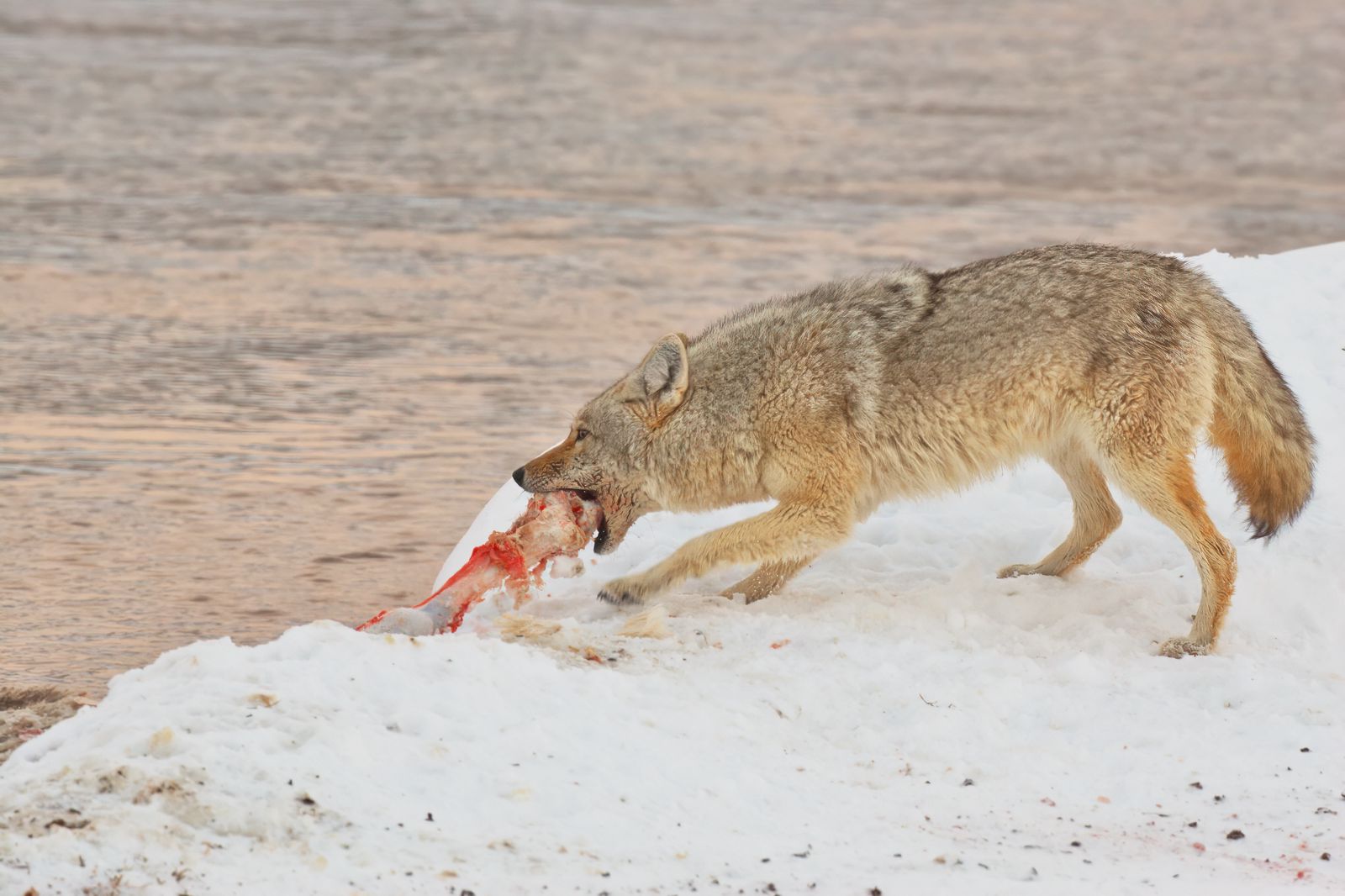 Canis latrans