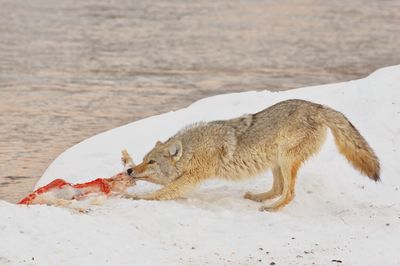 Coyote