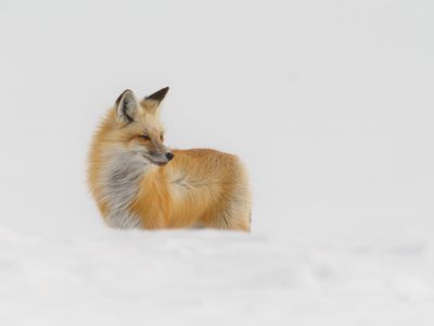 Red Fox