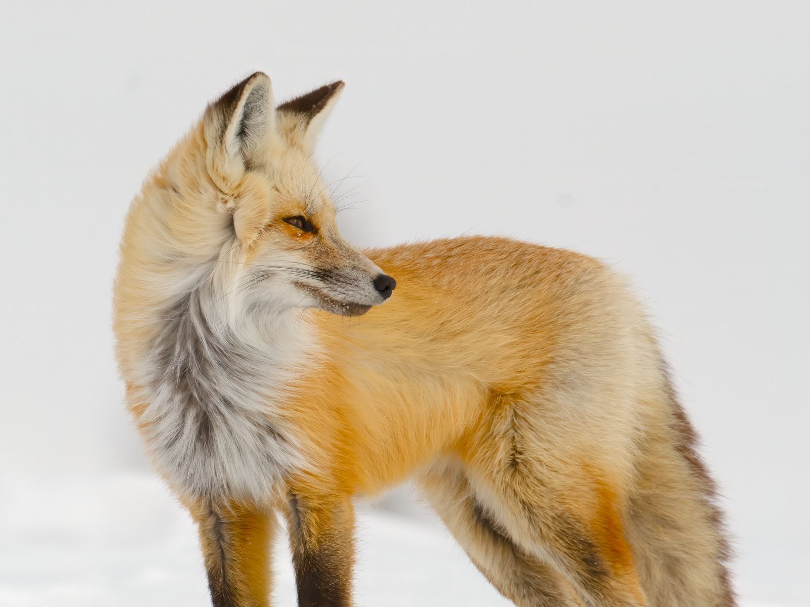 Vulpes vulpes