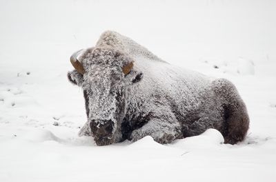 Bison