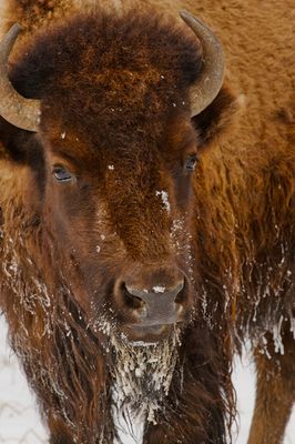 Bison