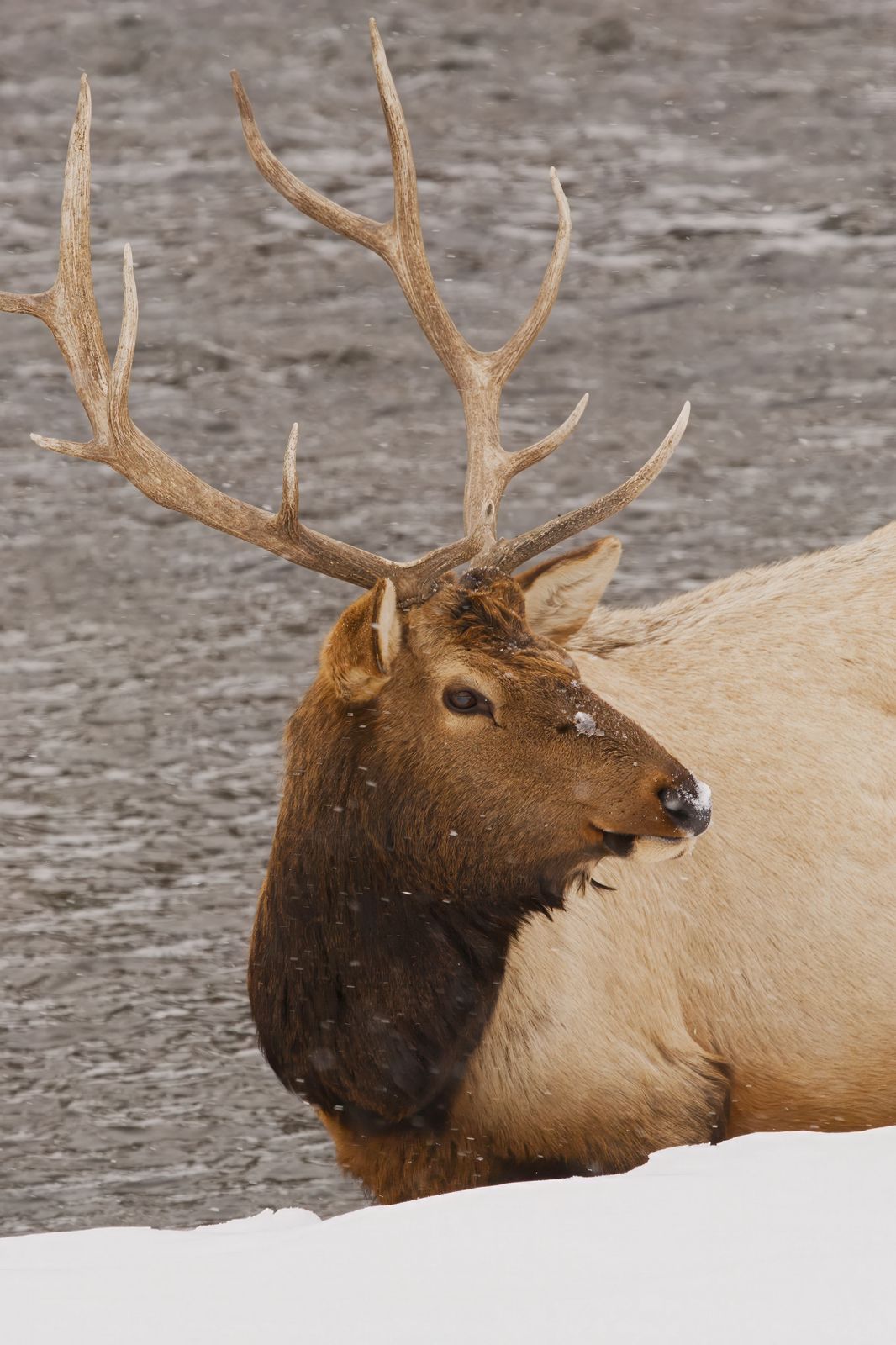 Cervus canadensis