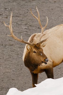 Elk