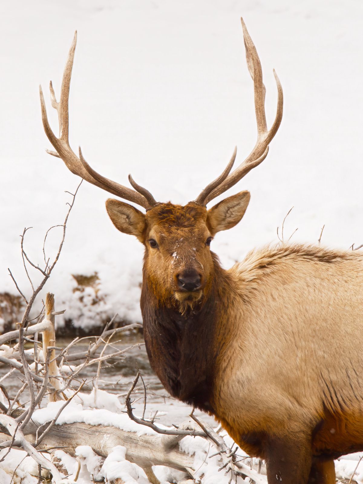 Cervus canadensis