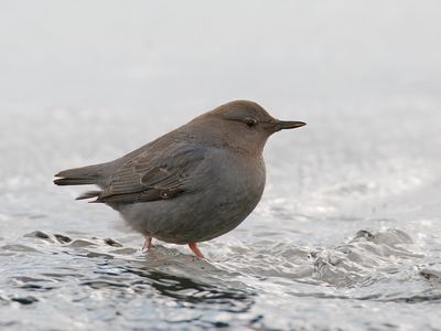 American Dipper