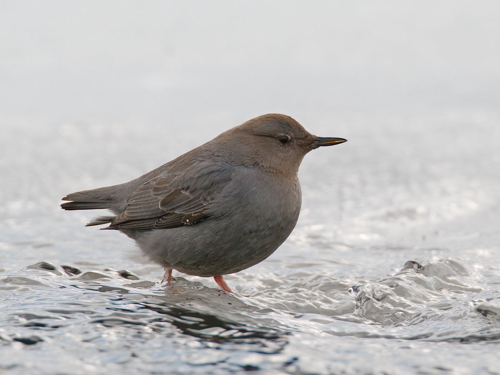 Cinclus mexicanus