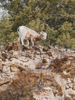 Big Horn Sheep