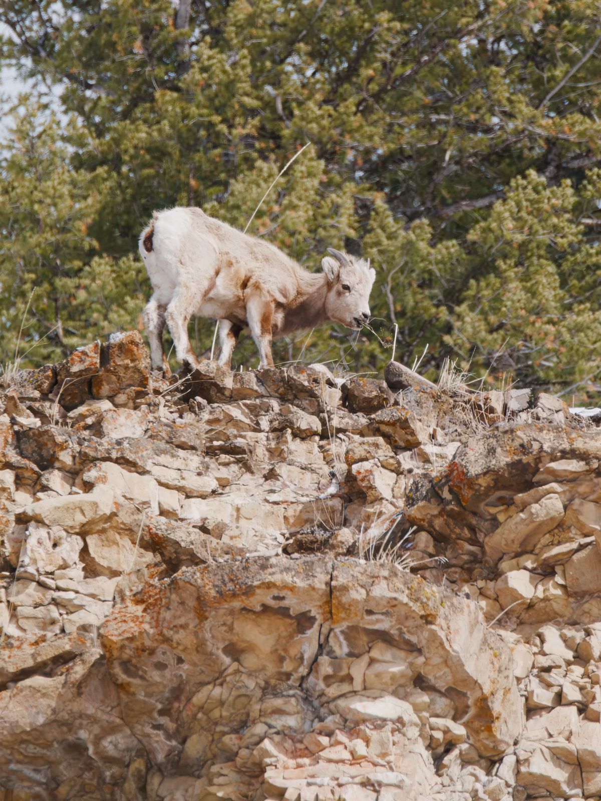 Ovis canadensis