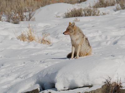 Coyote