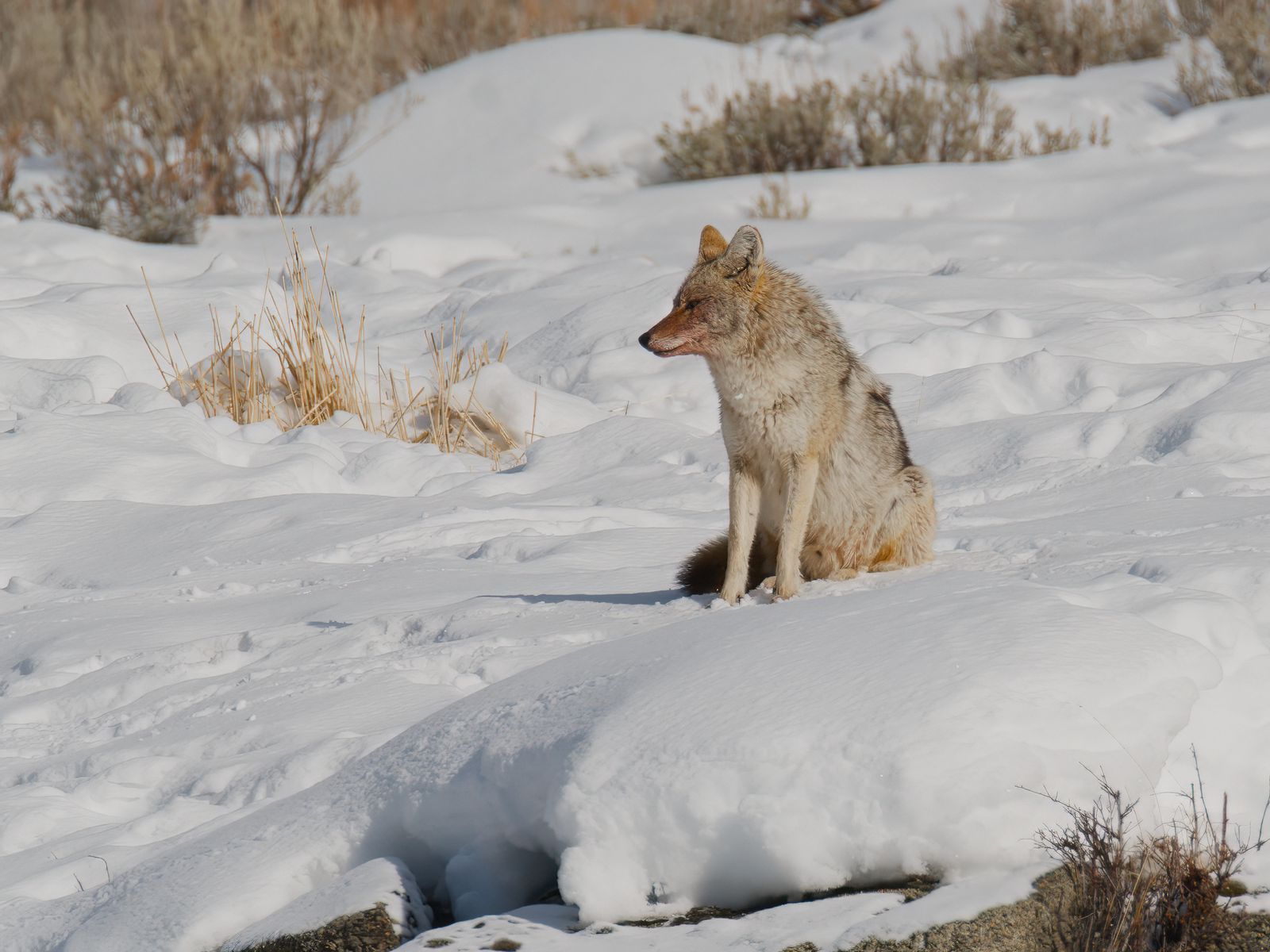 Canis latrans