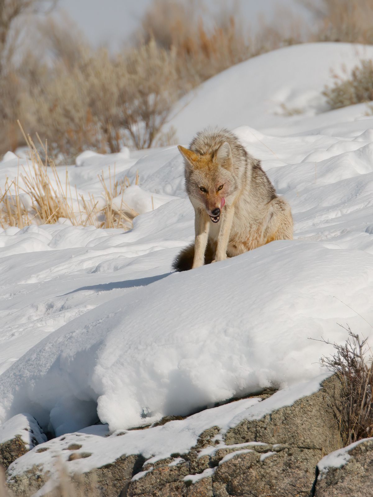Canis latrans