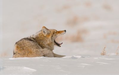 Coyote