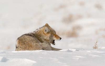 Coyote