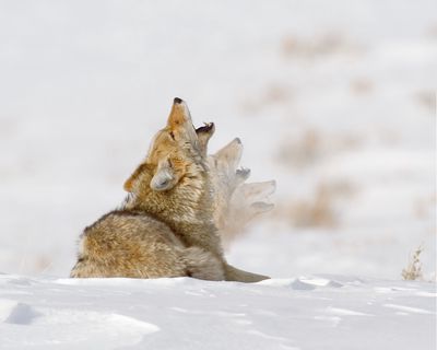 Coyote