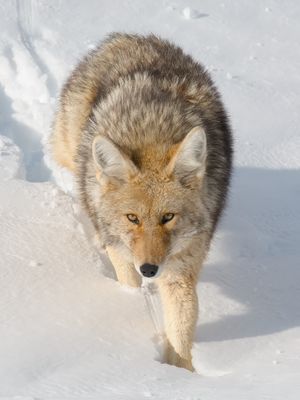 Coyote