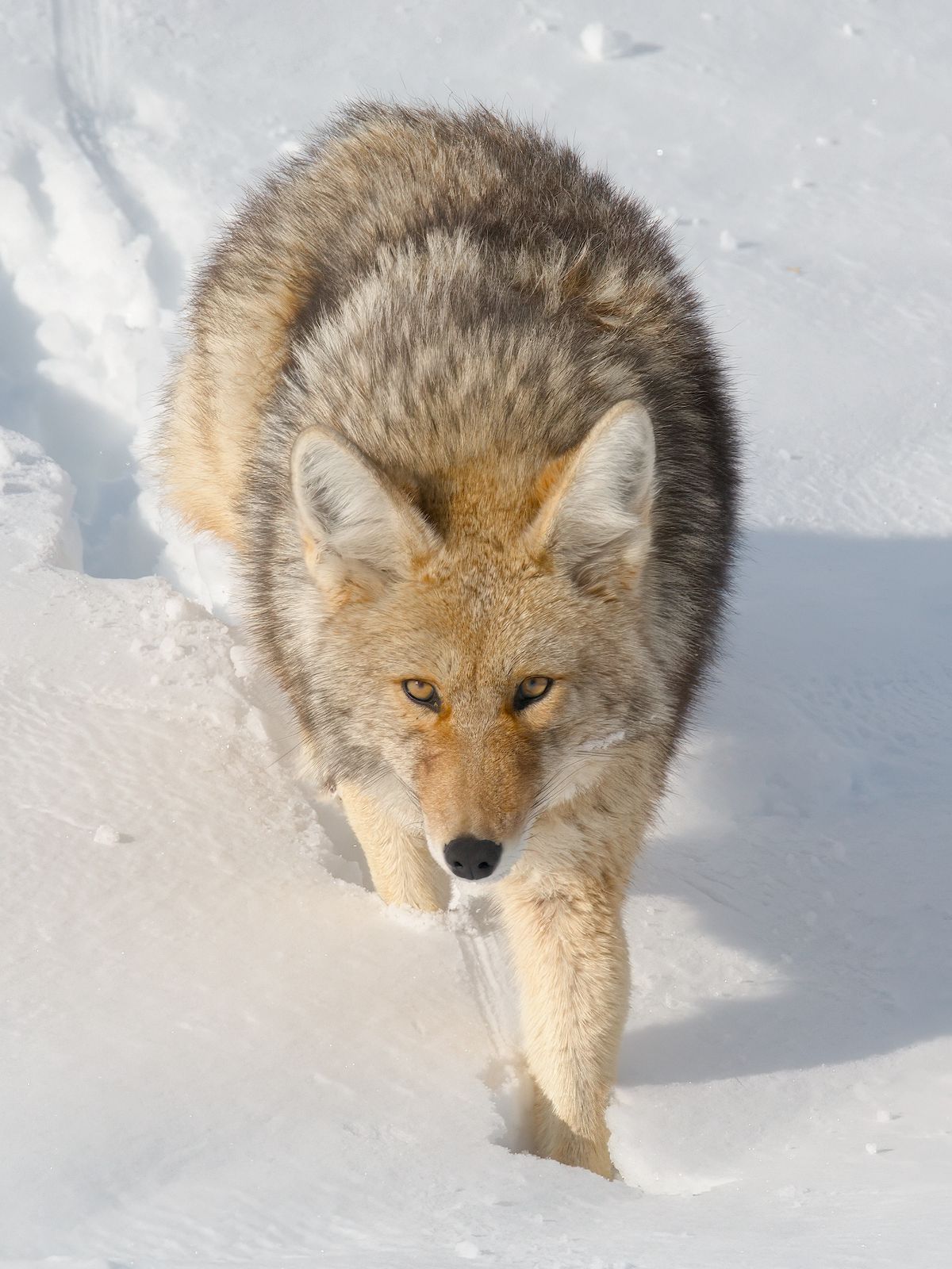 Canis latrans