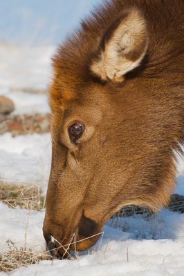 Elk