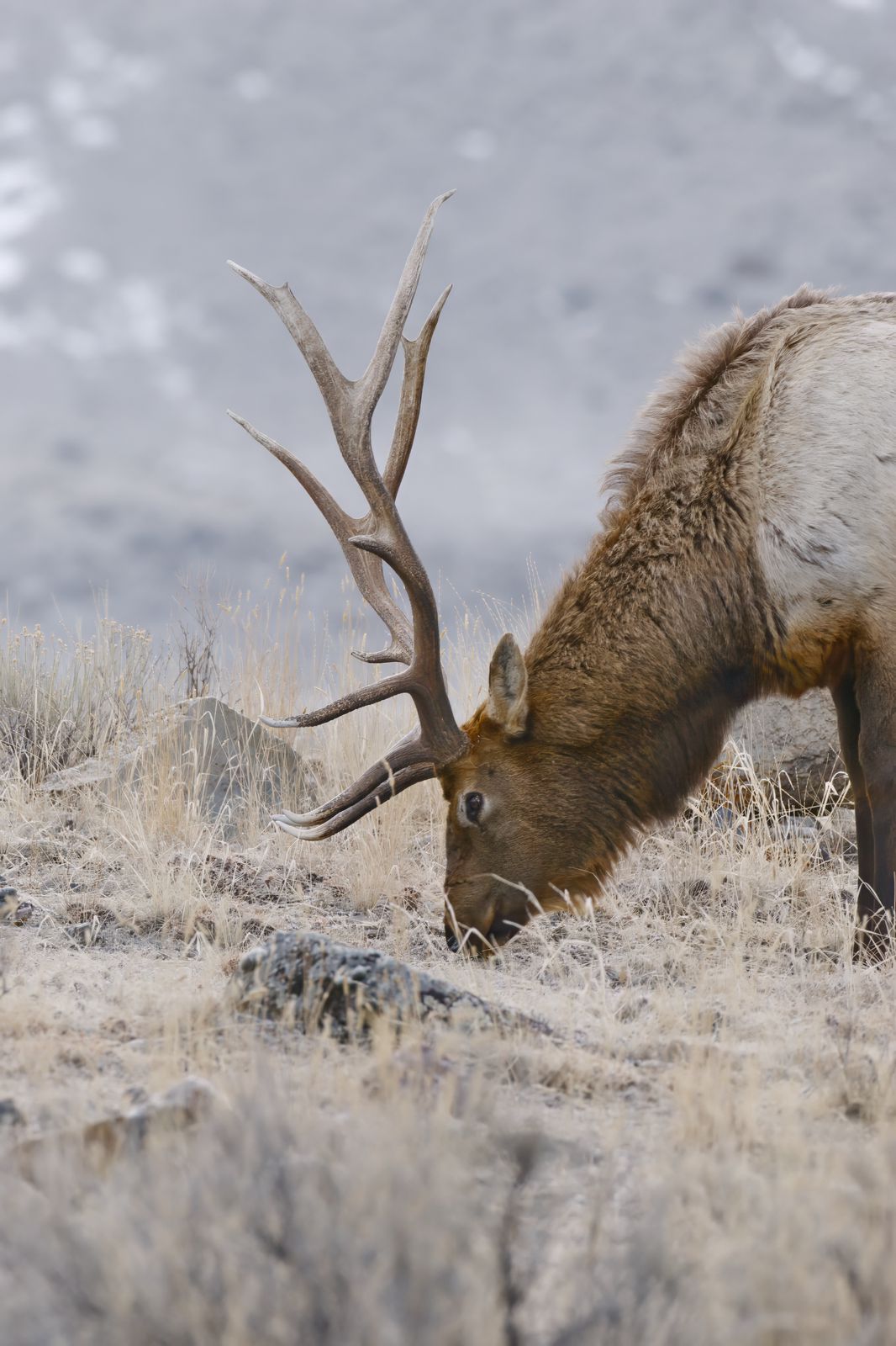 Cervus canadensis