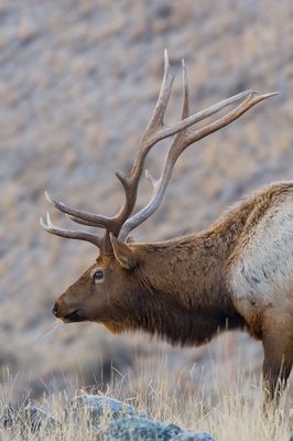 Elk