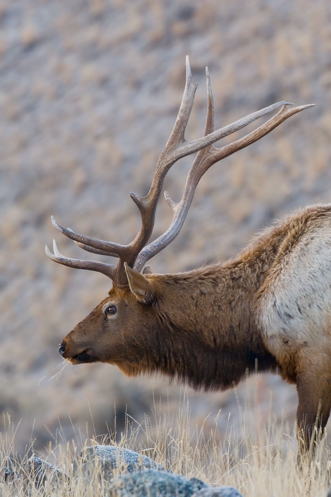 Cervus canadensis