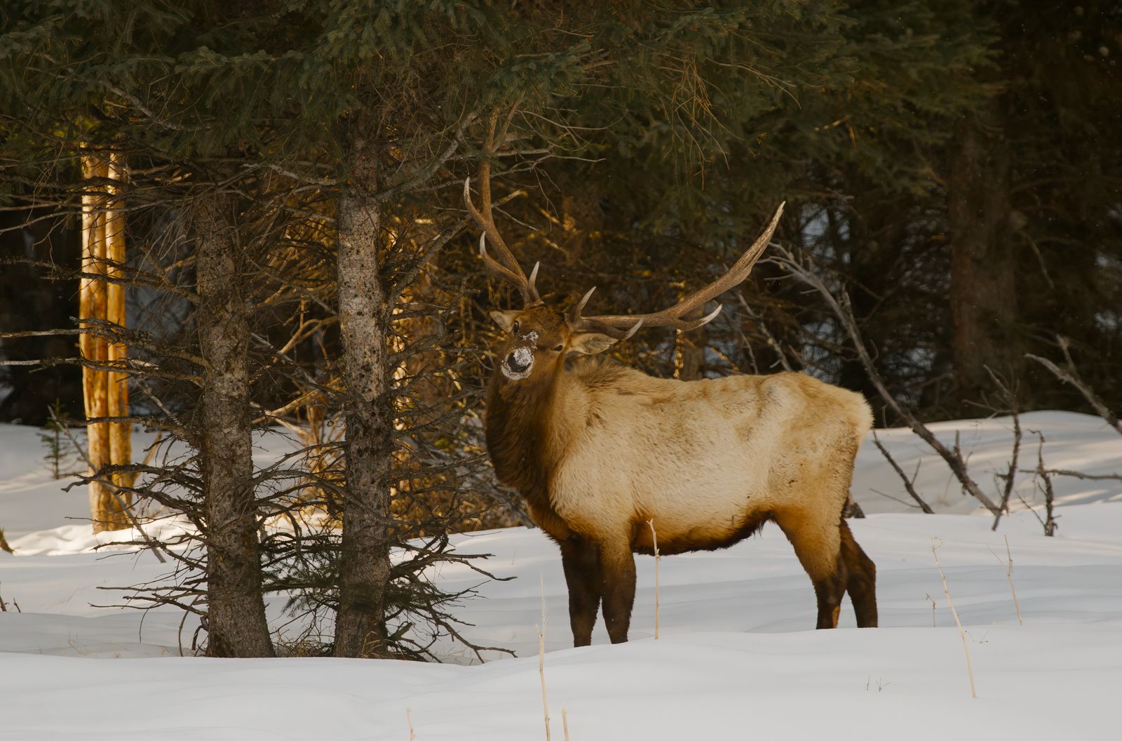 Cervus canadensis