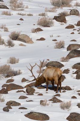 Elk