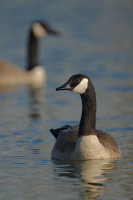 Canada Goose