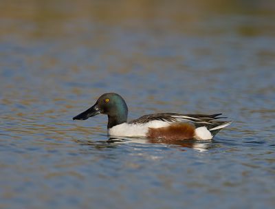 Northern Shoveller