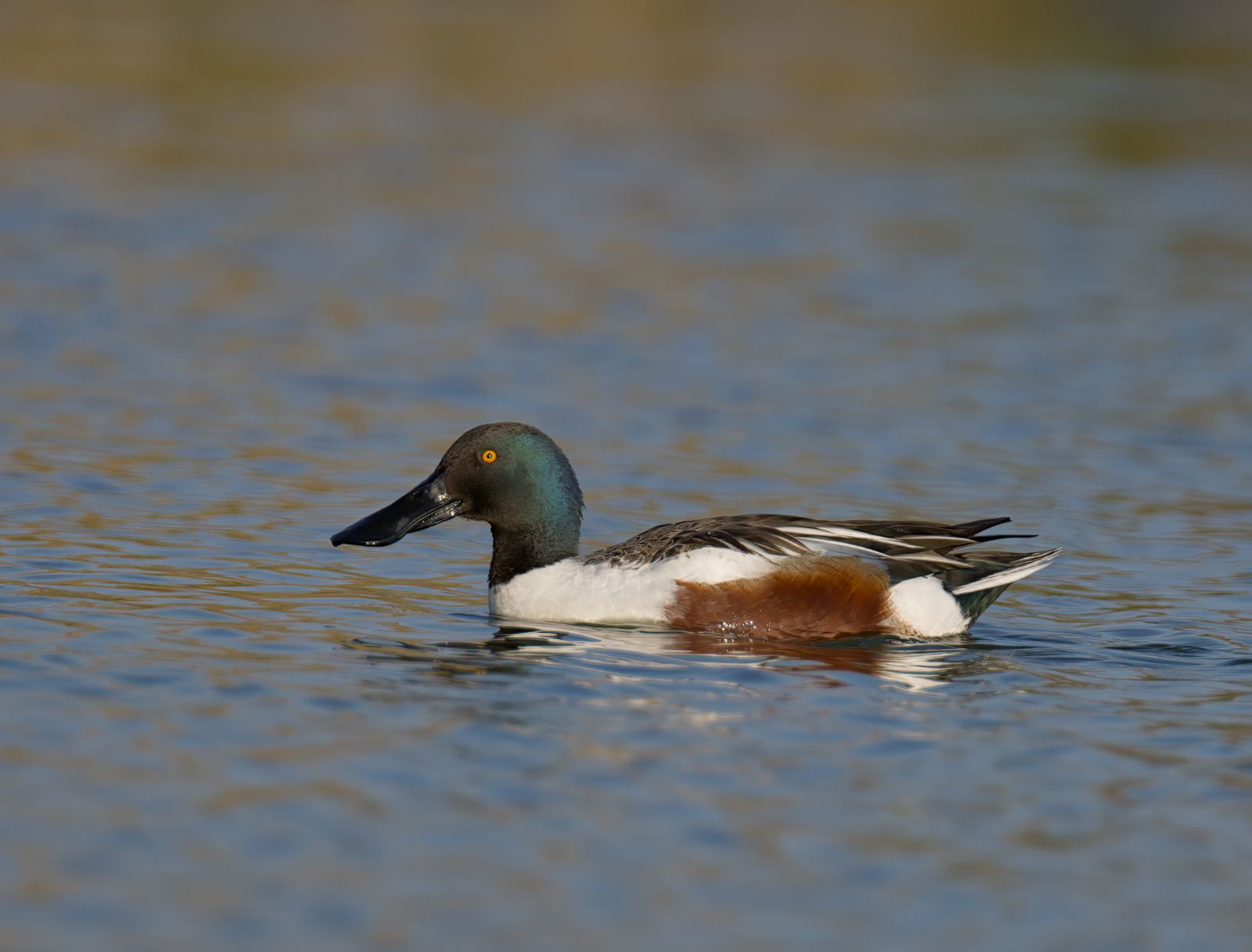 Spatula clypeata