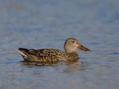 Northern Shoveller