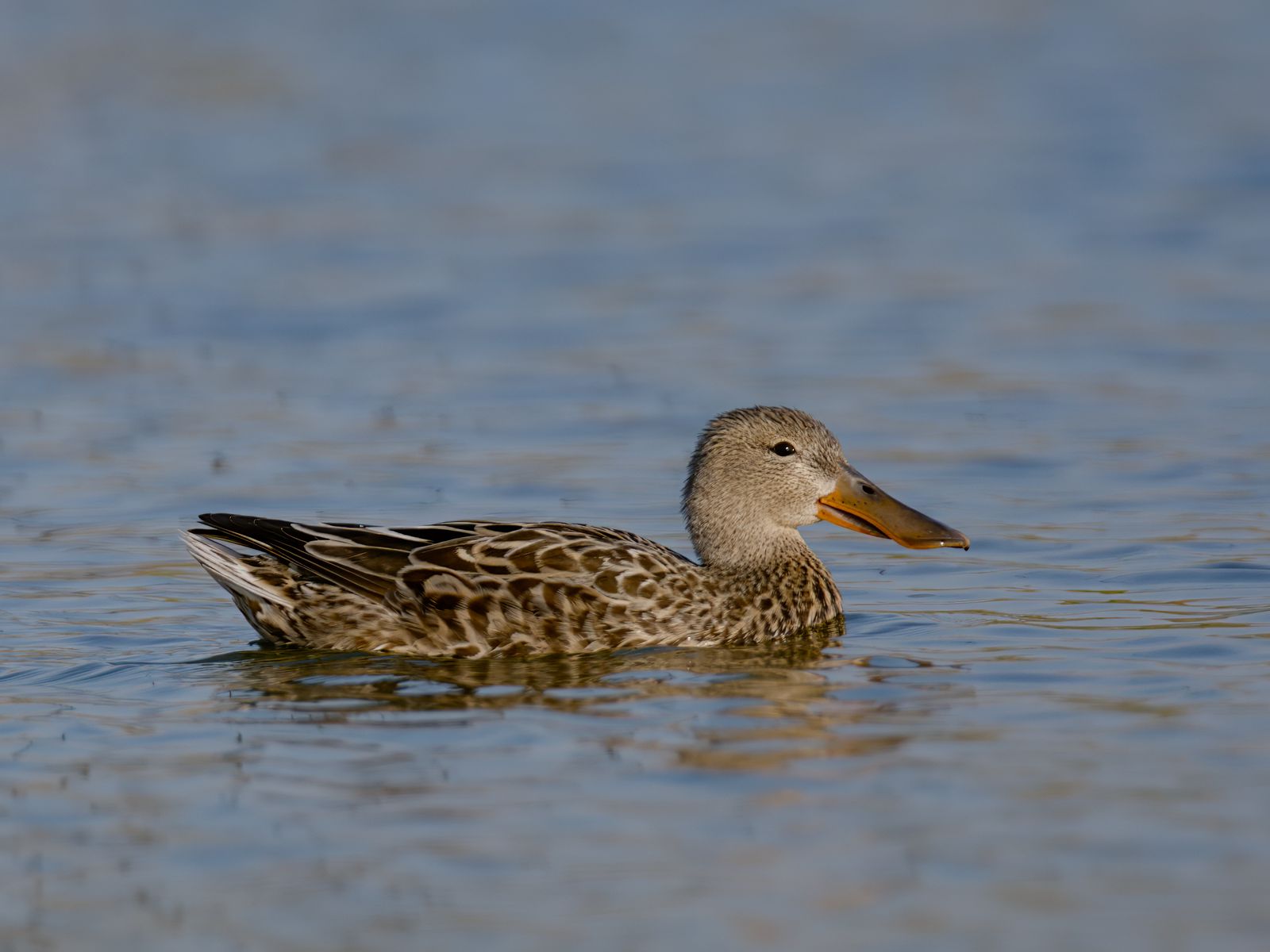 Spatula clypeata