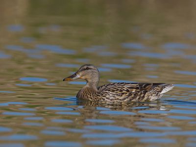 Mallard