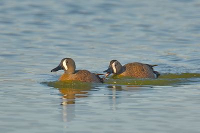 Blue-winged Teal