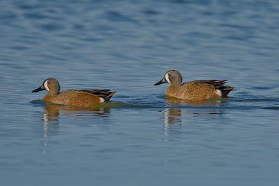 Blue-winged Teal