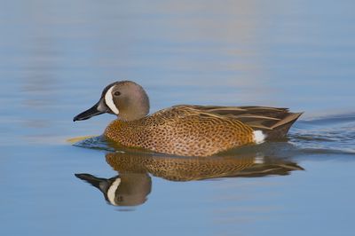Blue-winged Teal