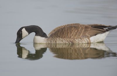 Canada Goose