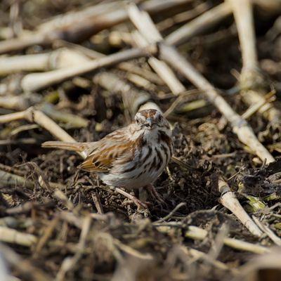 Song Sparrow