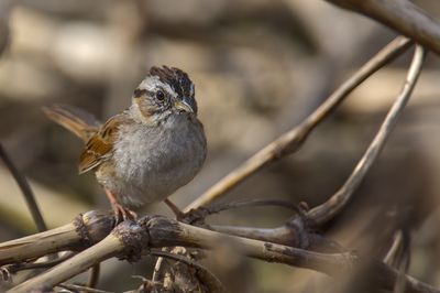 Swamp Sparrow