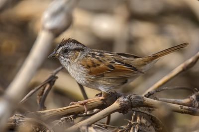 Swamp Sparrow