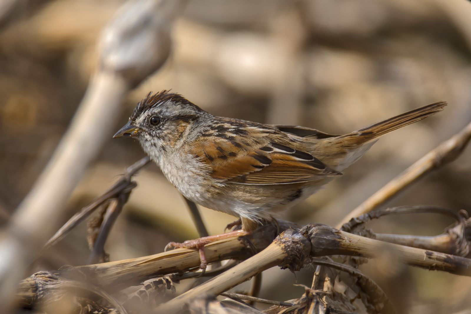 Melospiza georgiana