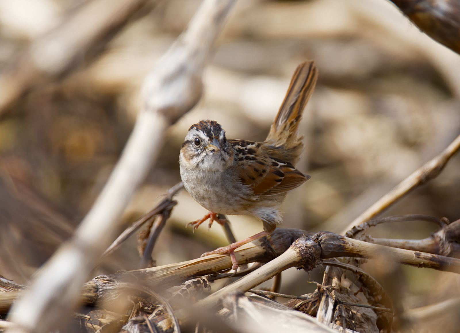 Melospiza georgiana