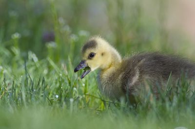 Canada Goose