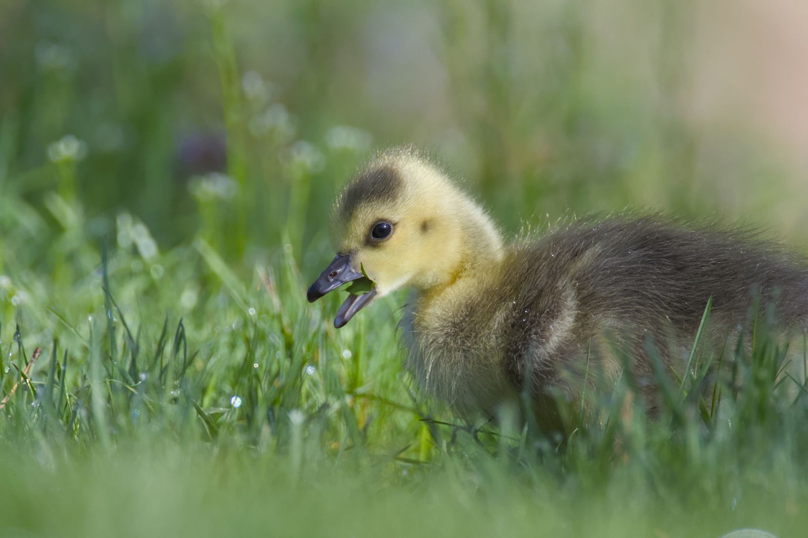 Branta canadensis